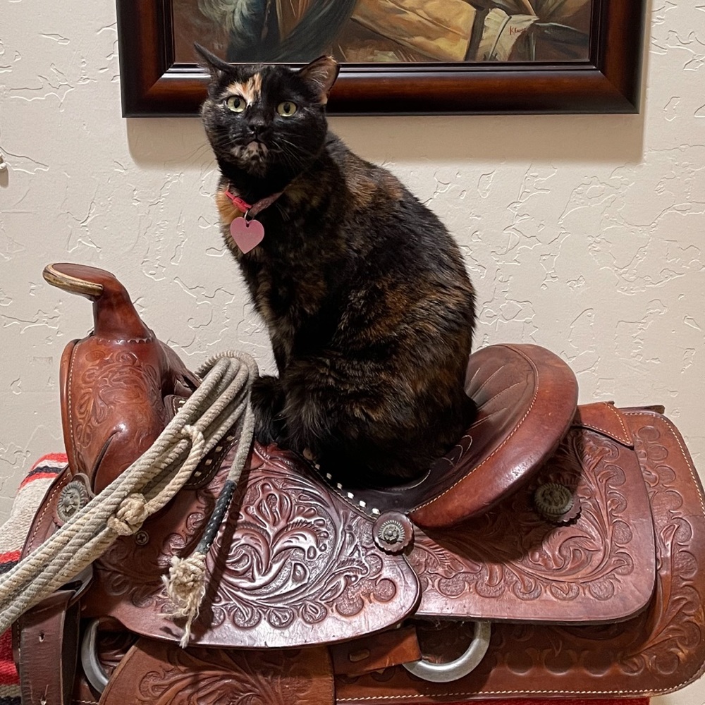 Miss Milo channeling her inner cowgirl❤️